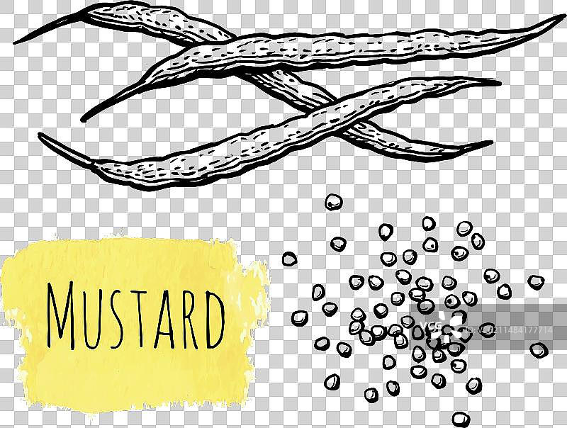 芥末调味品墨水草图图片素材