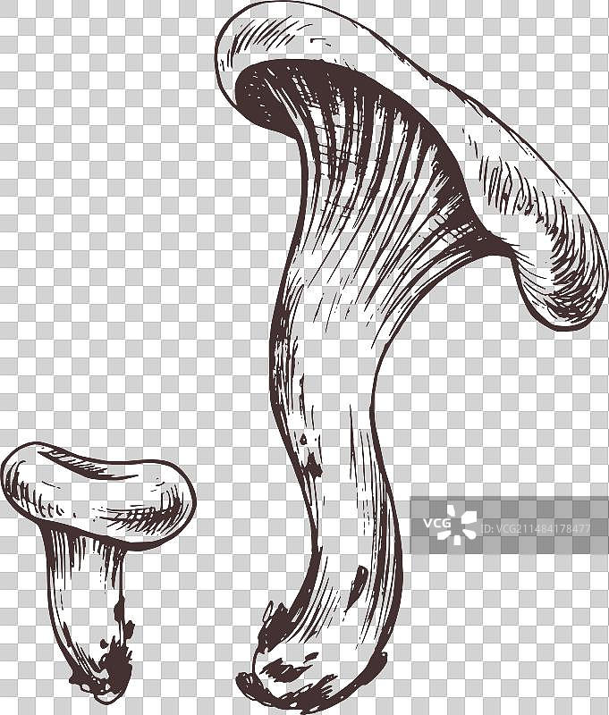 森林里可食用的橙色鸡油菌图片素材