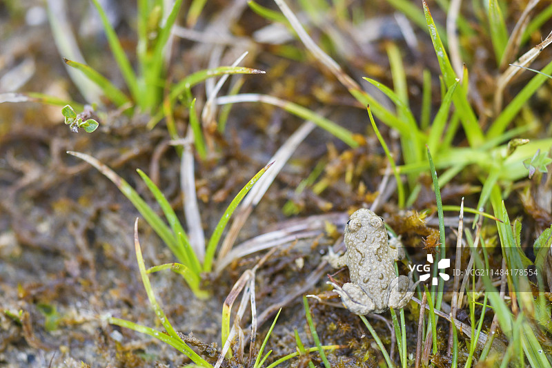 幼年黄腹铃蟾图片素材