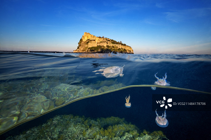 淡紫色刺胞水母（夜光游水母），阿拉贡城堡，伊斯基亚岛，第勒尼安海，地中海图片素材