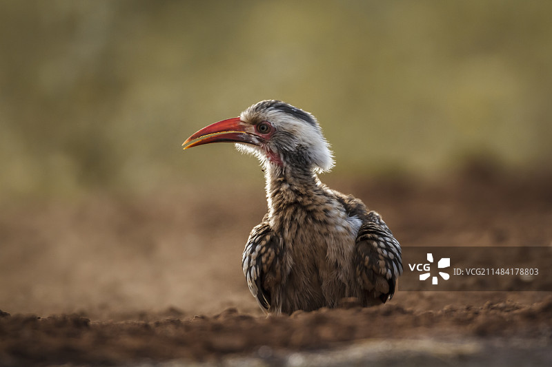 在南非克鲁格国家公园沙滩上梳理羽毛的红嘴弯嘴犀鸟图片素材