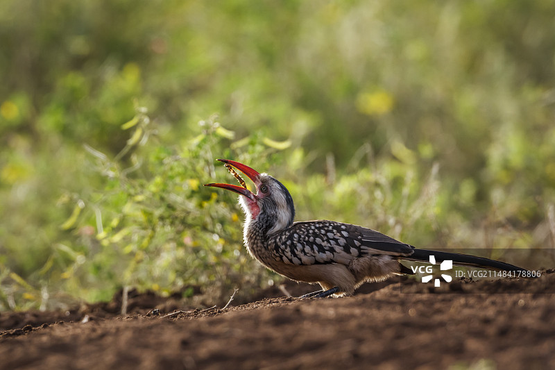 在南非克鲁格国家公园吃虫子的南方红嘴犀鸟；红嘴弯嘴犀鸟，犀鸟科图片素材