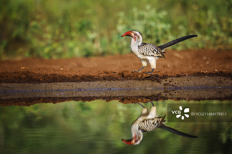 南非克鲁格国家公园水塘边的红嘴弯嘴犀鸟图片素材