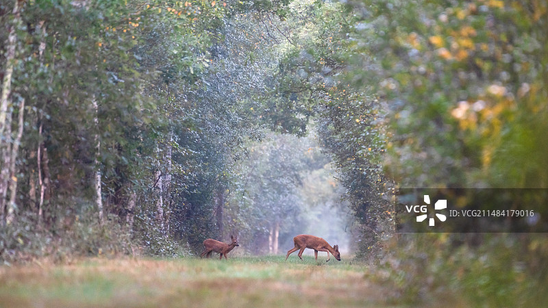 法国卢瓦尔河畔梅内斯特罗索洛涅地区黎明时分穿过森林小巷的雌狍及其幼崽图片素材