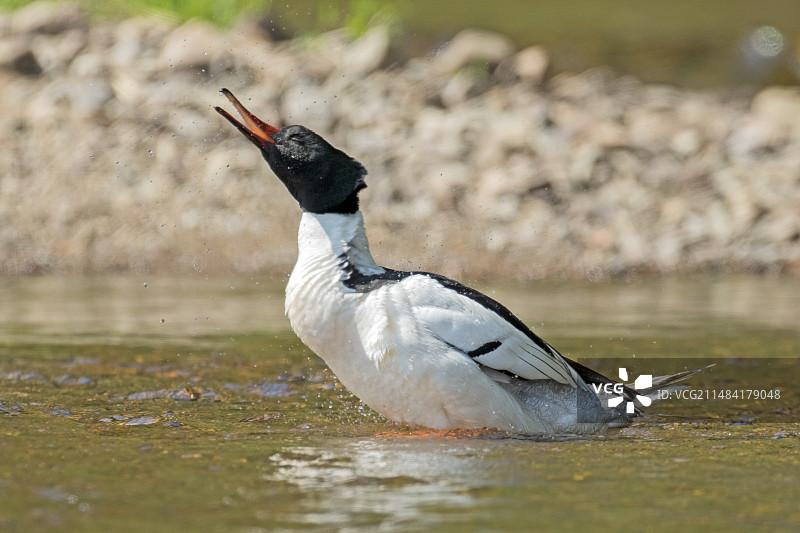 秋沙鸭（Mergus merganser）雄鸟伸展身体，加拿大魁北克省拉莫里西国家公园图片素材