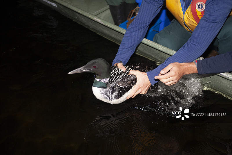 生物学家为普通潜鸟抽血进行汞分析并进行环志后将其放生。环志可以可靠地长期观察个体，并跟踪它们是否每年夏天返回繁殖湖泊。莫里斯国家公园，加拿大魁北克图片素材