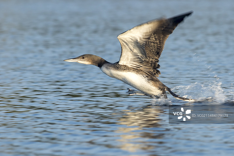 幼年普通潜鸟（Gavia immer）起飞，加拿大魁北克省拉莫里西国家公园图片素材