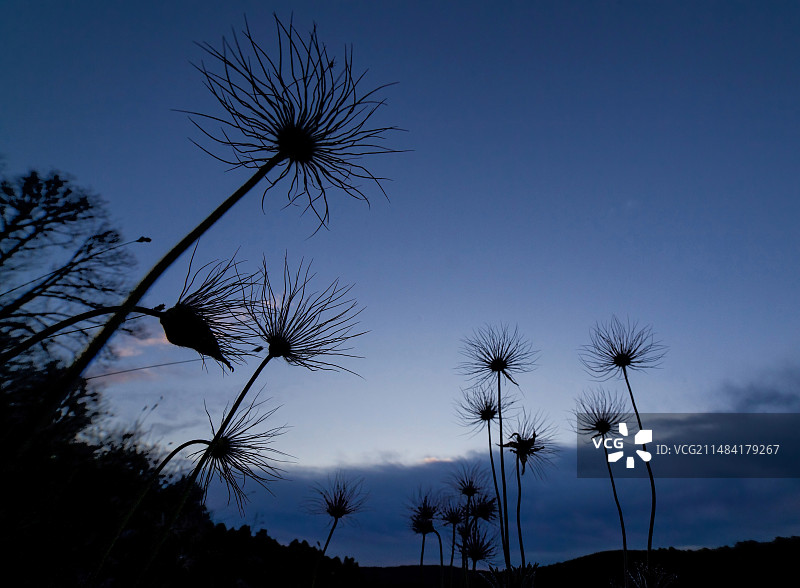 比利时法门区蓝调时刻的白头翁图片素材