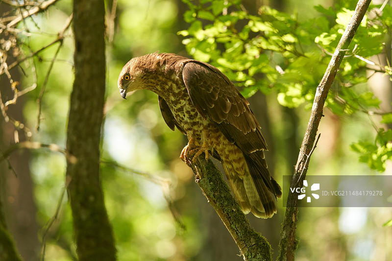 比利时阿登山区树枝上的蜂鹰图片素材