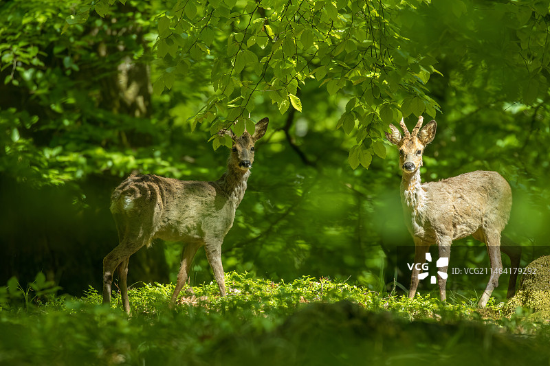 比利时阿登地区山毛榉森林中的欧洲狍图片素材