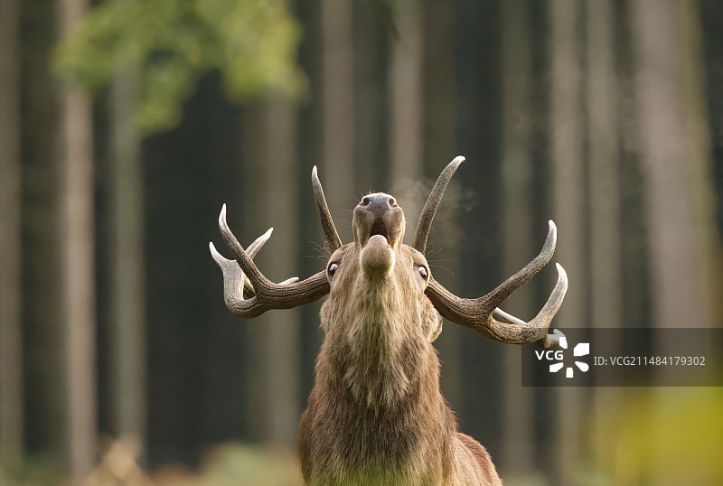 发情期，凝视的红鹿图片素材