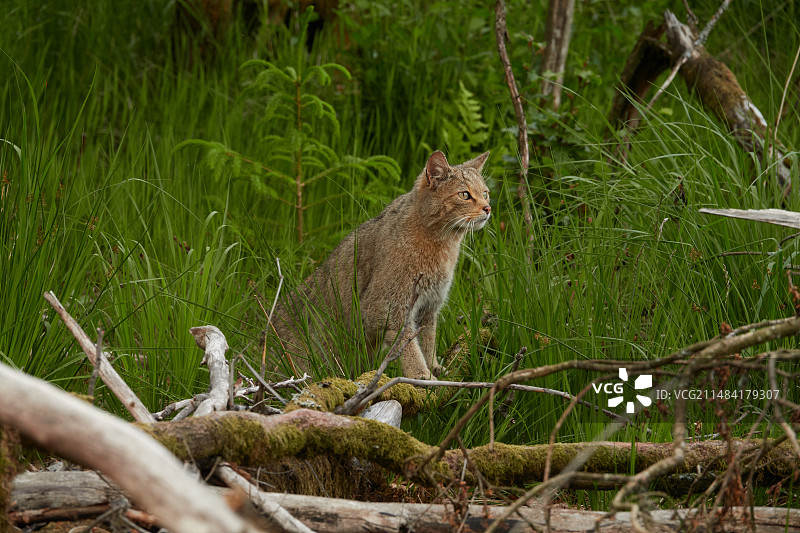比利时阿登高地树枝堆上的野猫图片素材