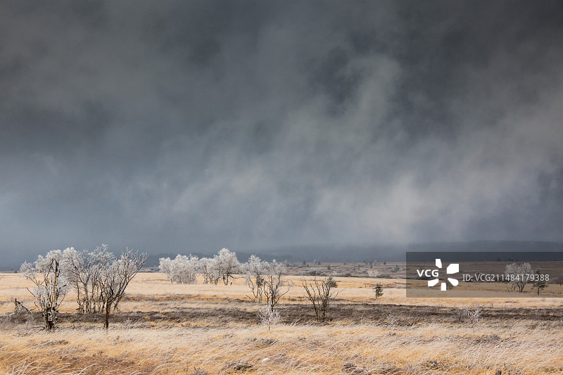 比利时阿登高沼自然保护区泥炭沼泽景观图片素材
