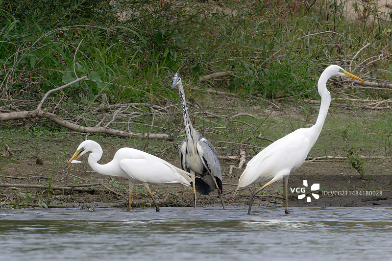 法国卢瓦尔河谷卢瓦尔河畔普伊的鹭和苍鹭在钓鱼点图片素材