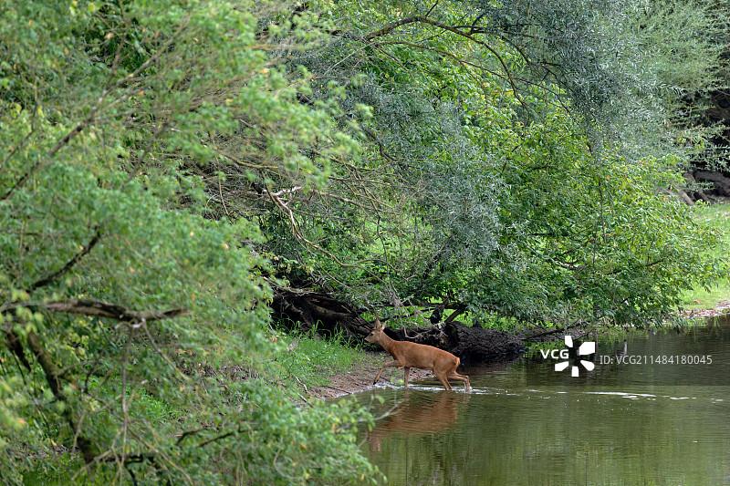 雌性狍子涉水而过图片素材