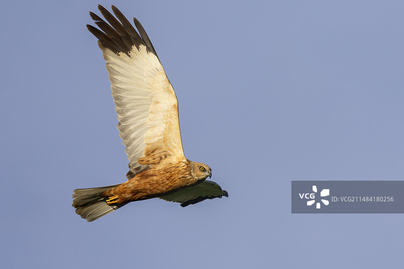 从下方看到的在飞行的雄性须浮鸥（意大利坎帕尼亚）图片素材