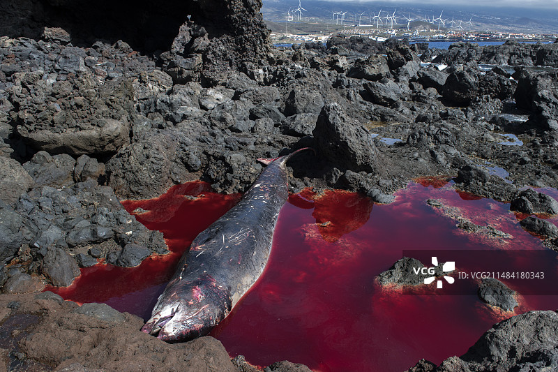 居维叶喙鲸（喙鲸科）. 搁浅在特内里费岛东南海岸，阿博纳角(2023年7月17日)。照片拍摄于退潮时，搁浅的第二天。没有明显受伤，长度5.40米，雌性。尸检诊断：自然死亡。加那利群岛。图片素材