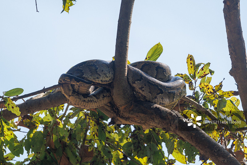 印度蟒或亚洲岩蟒，栖息在水坑附近的树上，尼泊尔特莱地区巴迪亚国家森林公园图片素材