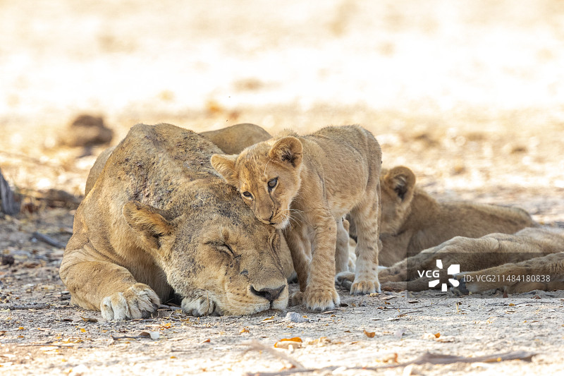 赞比亚南卢安瓜国家公园的母狮与幼崽图片素材