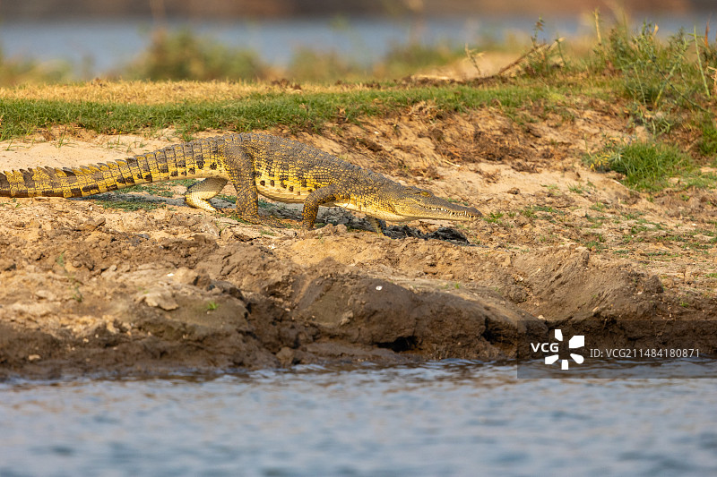 尼罗鳄（Crocodylus niloticus）在赞比亚卡富埃国家公园卡富埃河畔休息图片素材