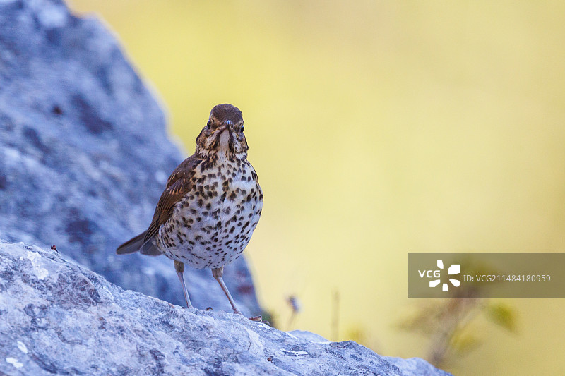 莱昂省山岩上的槲鸫图片素材