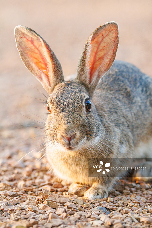 欧洲兔(Oryctolagus cuniculus)或兔(Oryctolagus cuniculus)，私有财产，卡斯蒂利亚-拉曼查省，西班牙，欧洲图片素材