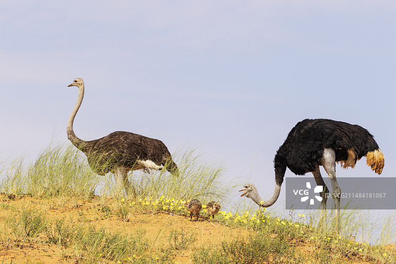 鸵鸟（Struthio camelus），雄性（右）和雌性与两只雏鸟在沙丘上觅食图片素材