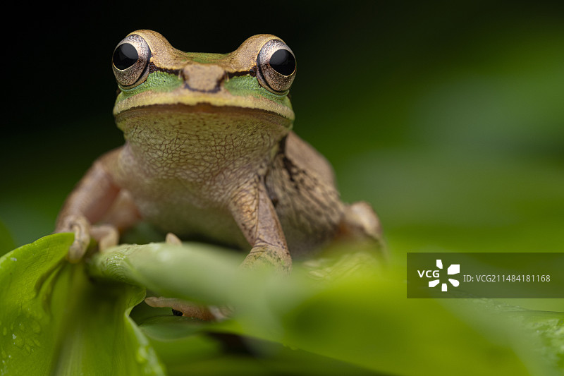 蒙面树蛙（Smilisca phaeota），乔科，厄瓜多尔图片素材