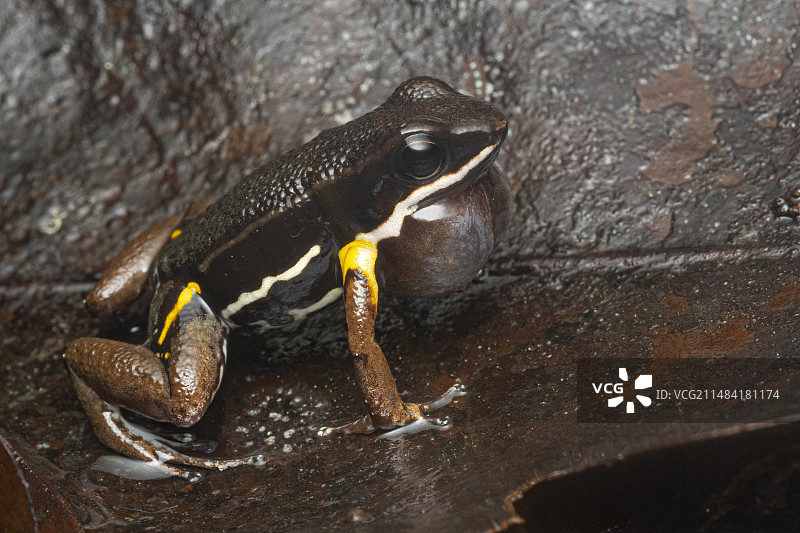 法属圭亚那树叶上的毒镖蛙图片素材