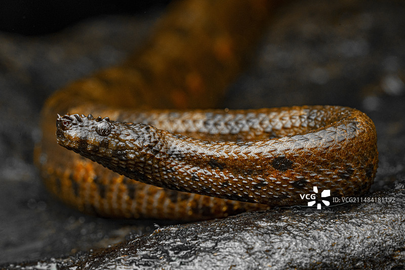 北部睫毛蟒蛇，乔科，厄瓜多尔图片素材