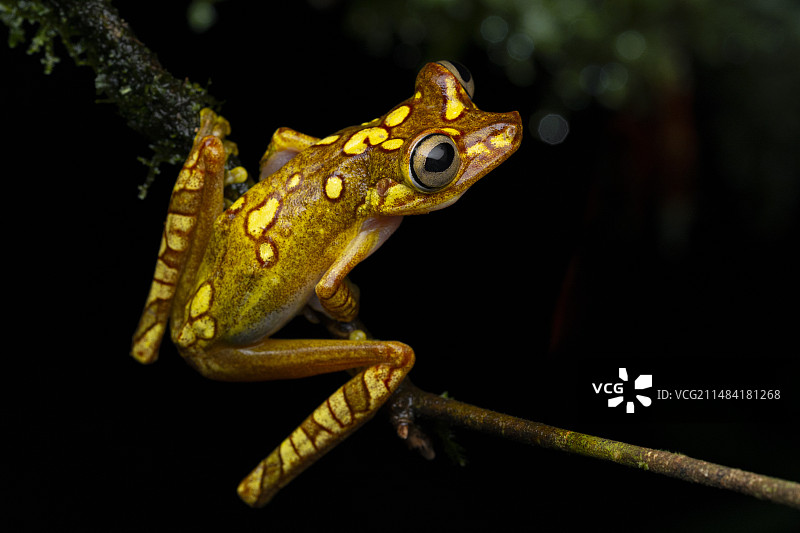 因巴布拉树蛙，厄瓜多尔乔科图片素材