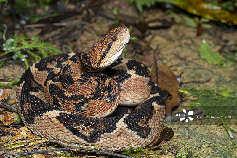 南美洲巨蝮图片素材