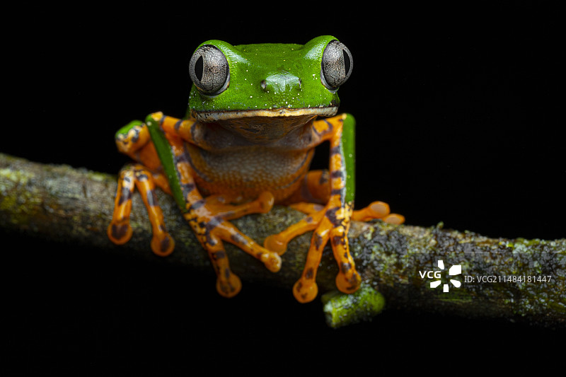 虎纹叶蛙图片素材