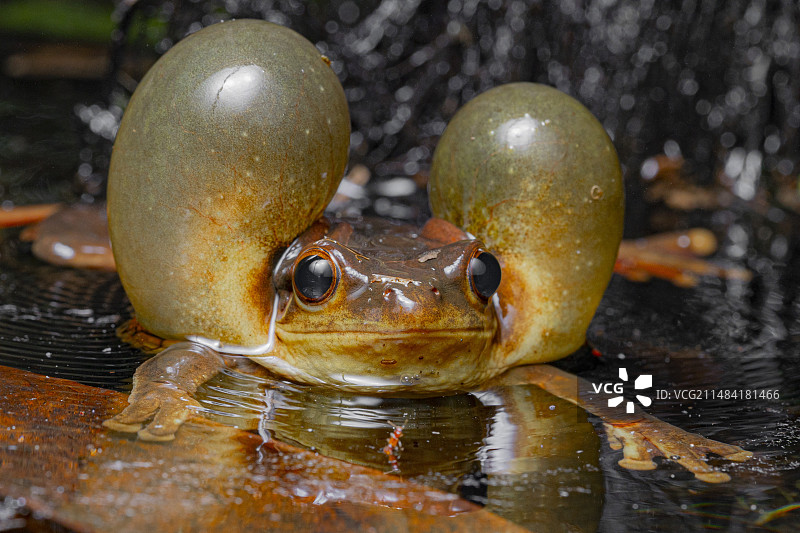 法属圭亚那苏里南金眼树蛙图片素材