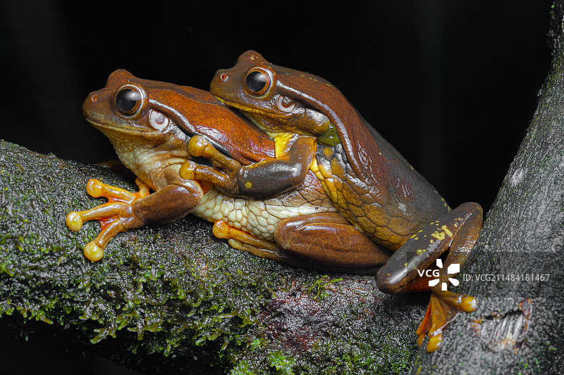 苏里南金眼树蛙（Trachycephalus coriaceus）抱对，法属圭亚那图片素材