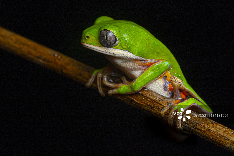 法国圭亚那树枝上的橙腿叶蛙图片素材