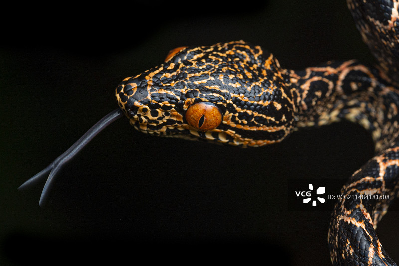 亚马逊树蚺画像，法属圭亚那图片素材