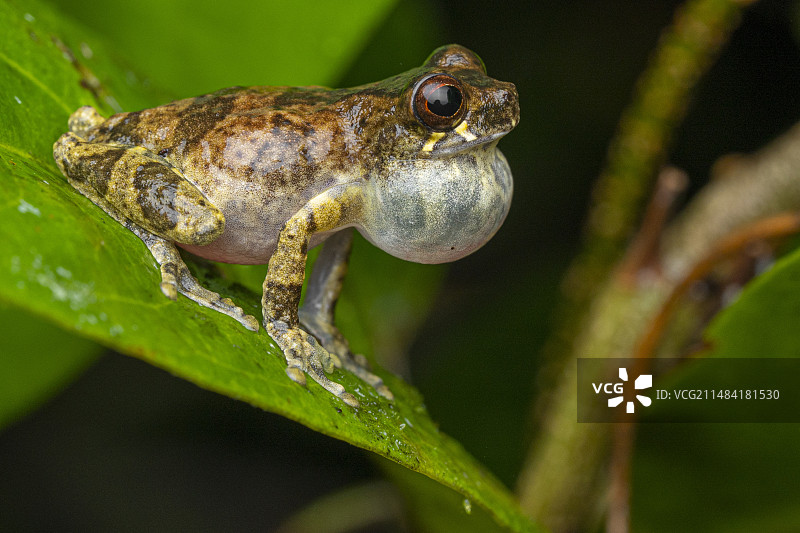 库纳尼树蛙，法属圭亚那图片素材