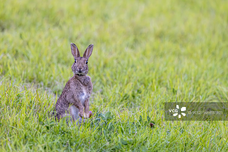 夏季法国加来海峡草地上的野兔图片素材