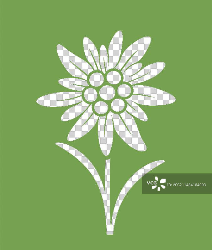 雪绒花图片素材