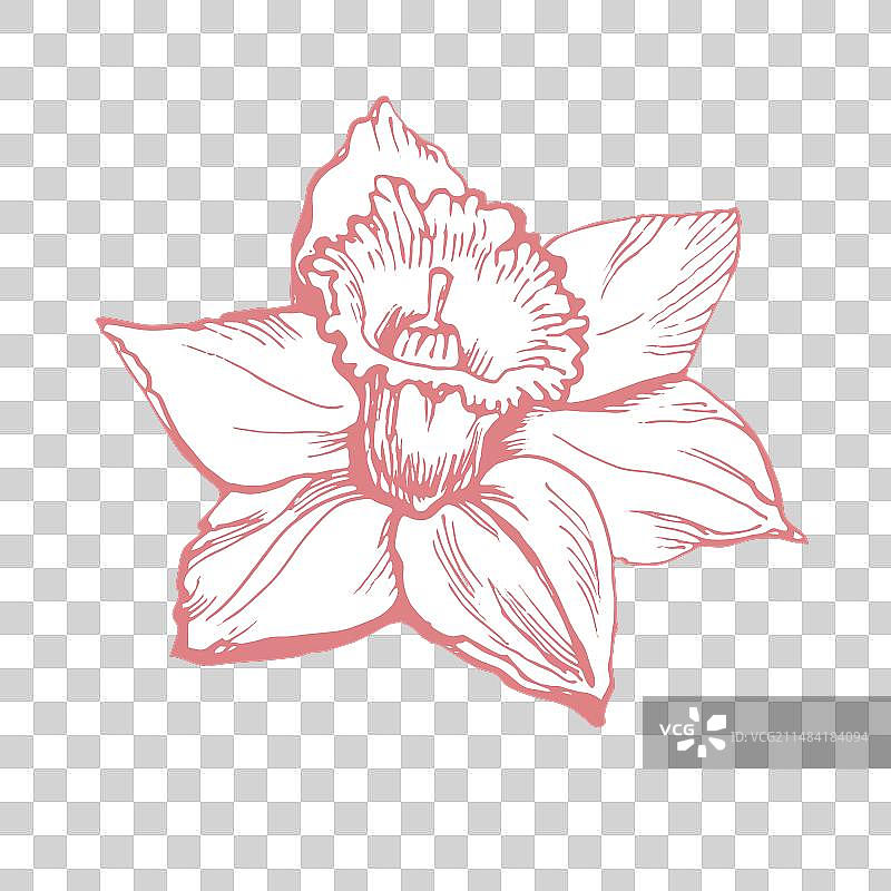 盛开的黄水仙花图片素材