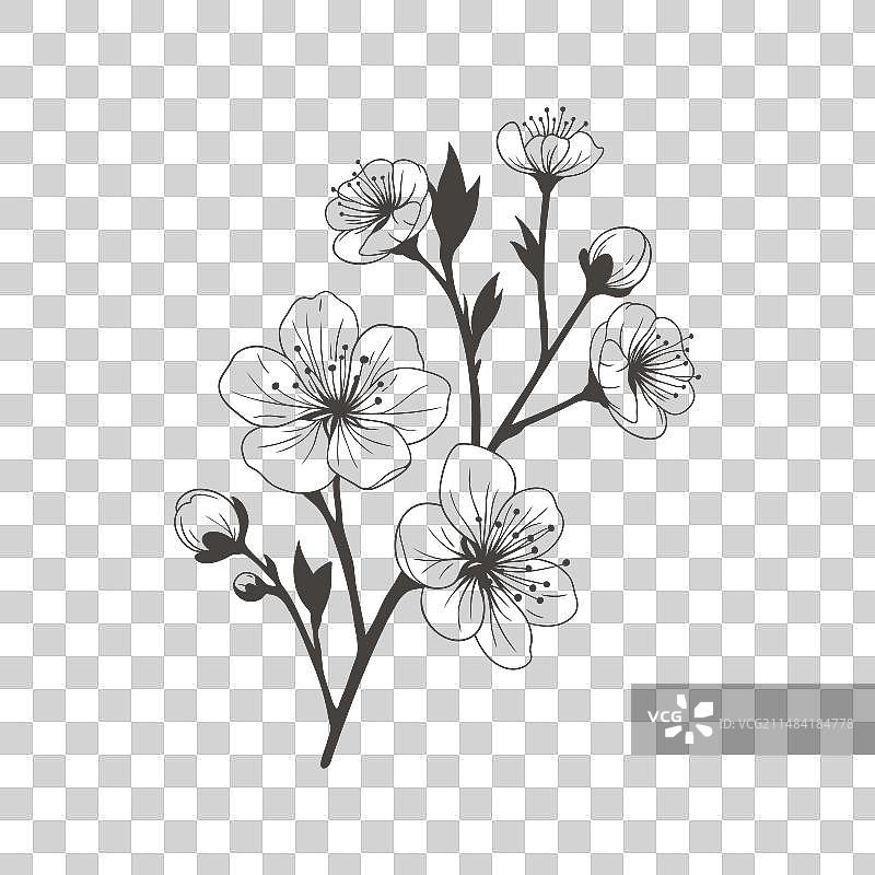 手绘樱花枝图片素材