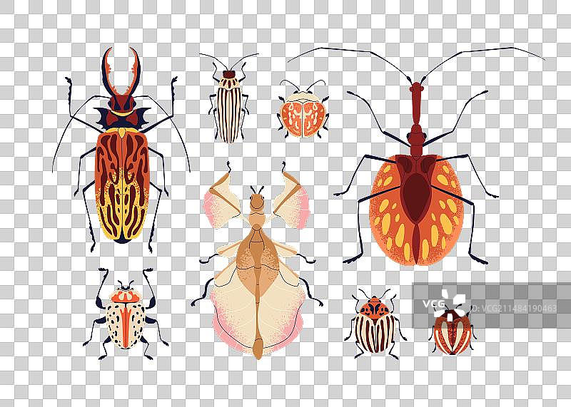 科罗拉多州昆虫物种集合图片素材