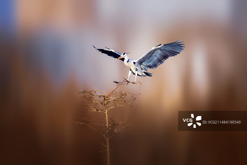 苍鹭--大鸟归来图片素材