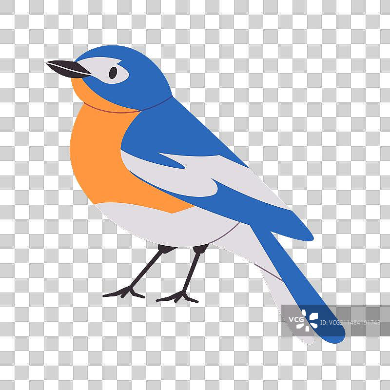 橙白色山蓝知更鸟图片素材