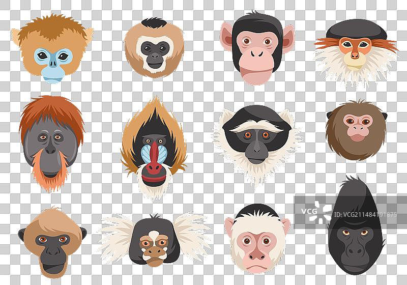 不同品种的猴子头像图片素材