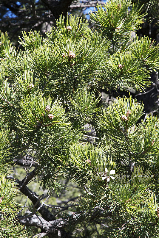 墨西哥矮松（松属）图片素材