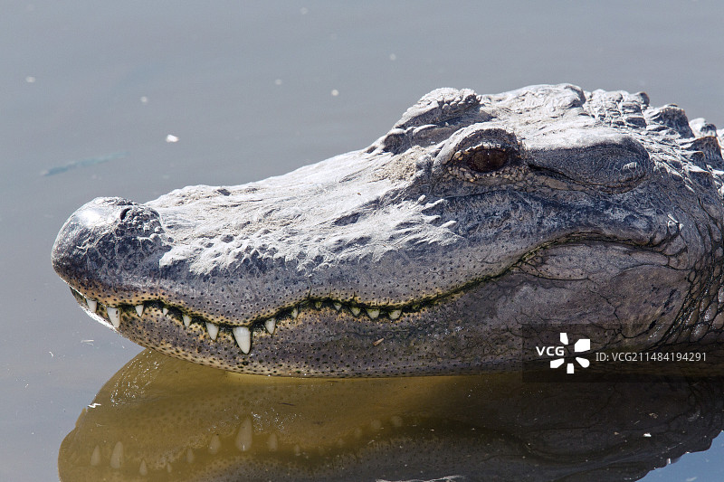 美国鳄鱼图片素材