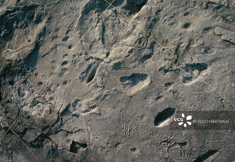 人科动物和大象的足迹图片素材