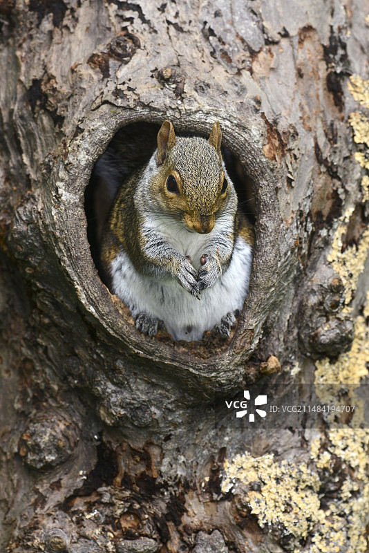 树上的灰松鼠图片素材